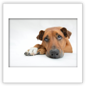 éducation - comportementaliste canin à domicile en corse<