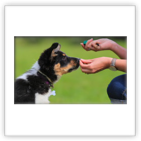 éducation - comportementaliste canin à domicile en corse<