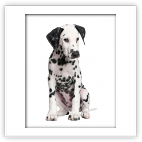 éducation - comportementaliste canin à domicile en corse<