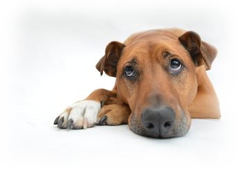 éducation - comportementaliste canin à domicile en corse 