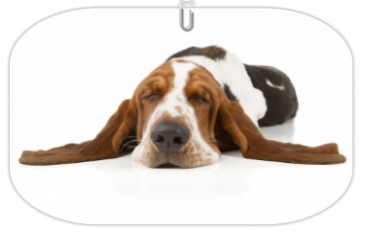 éducation - comportementaliste canin à domicile en corse 