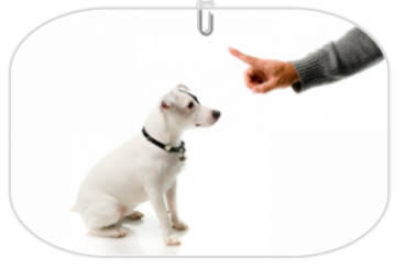 éducation - comportementaliste canin à domicile en corse 