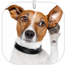 éducation - comportementaliste canin à domicile en corse 