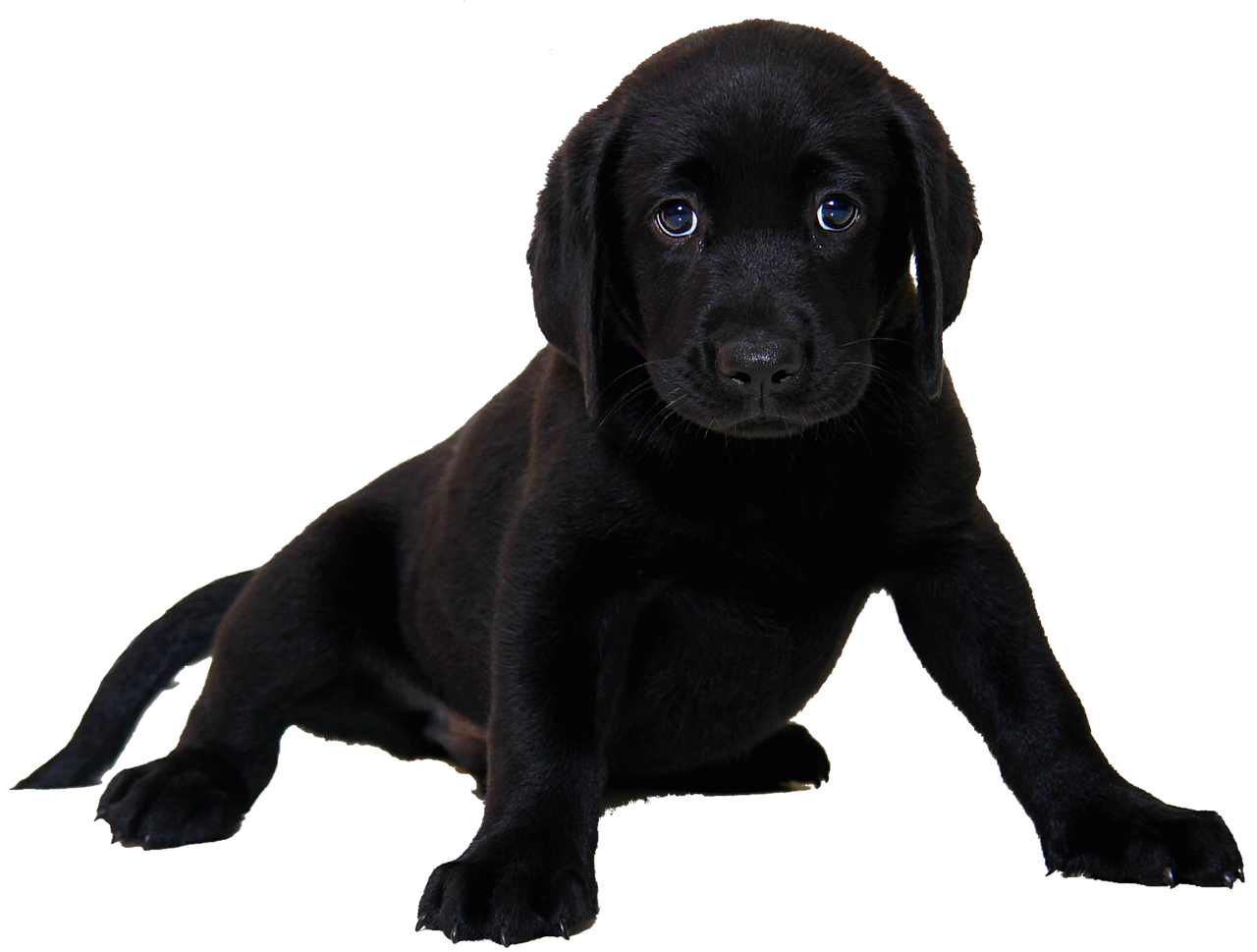 éducation - comportementaliste canin à domicile en corse<