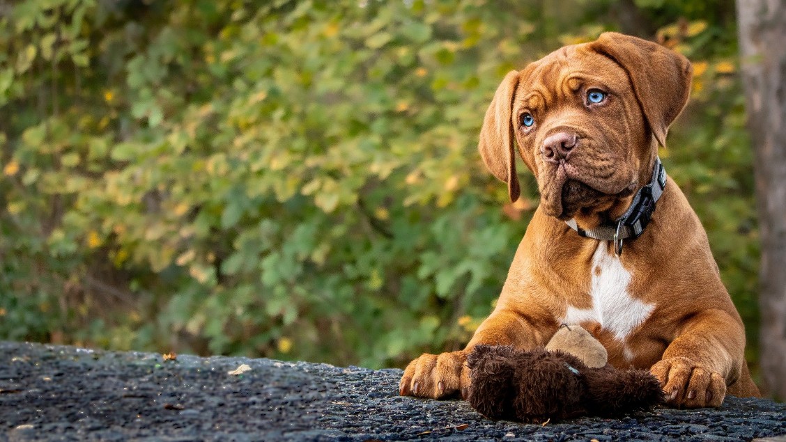 éducation - comportementaliste canin à domicile en corse 
