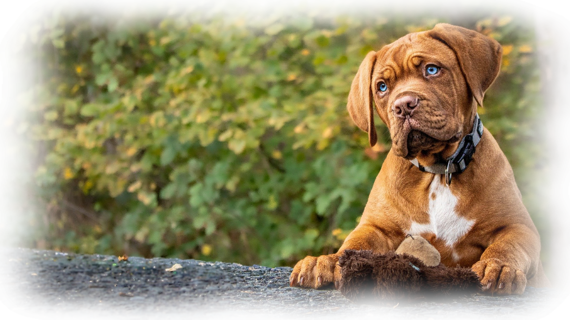 éducation - comportementaliste canin à domicile en corse 